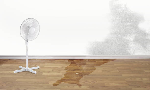 Best Flood restoration services  in Walworth, WI